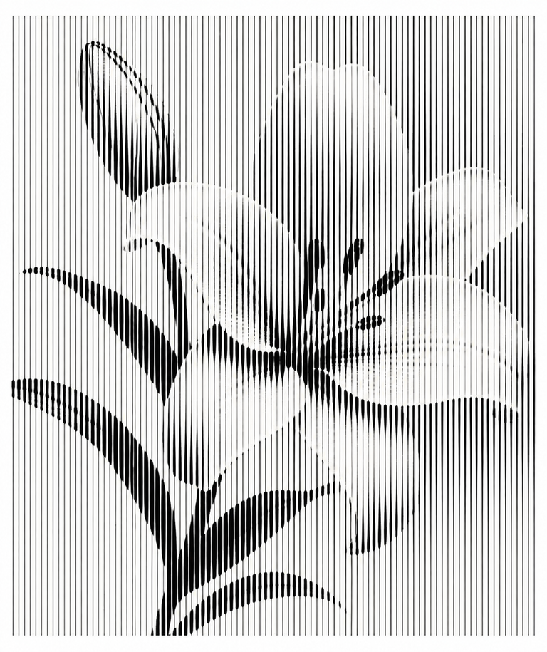 Flower illustration created with line halftone technique using vertical line variation